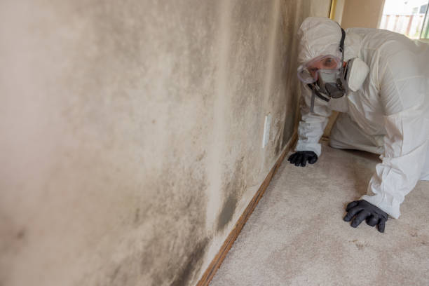 Best Attic Mold Removal in Richmond, IN